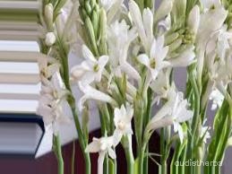 augmented_Polianthes tuberosa flower2_0_4601.jpeg